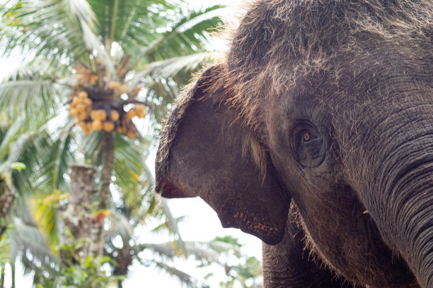 近距离的亚洲象的头部肖像图片下载