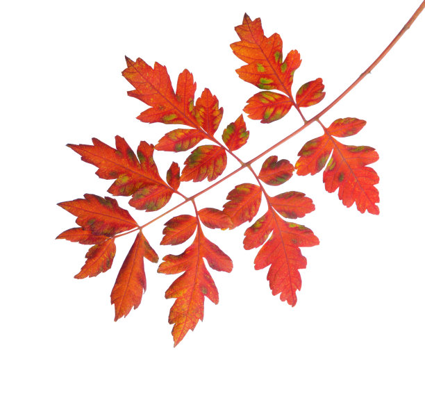 彩色的秋叶金雨树孤立在白色的背景。图片下载