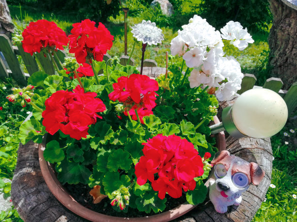 所以idilyc图片下载