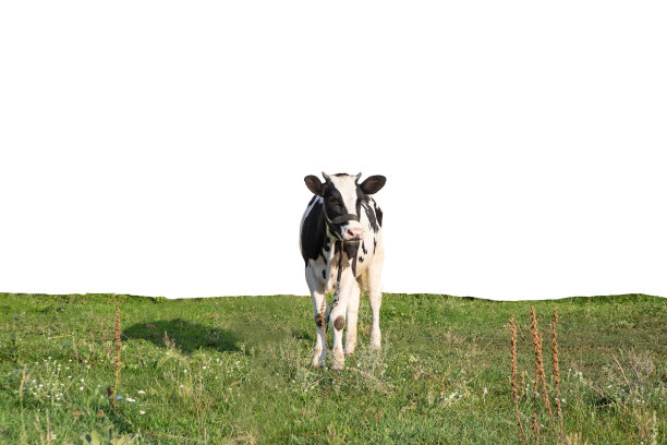 黑色和白色的奶牛在绿色的草地上孤立在一个白色的背景上的农场，农场动物，美丽的奶牛图片下载