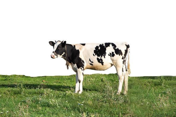 黑色和白色的奶牛在绿色的草地上孤立在一个白色的背景上的农场，农场动物，美丽的奶牛图片下载