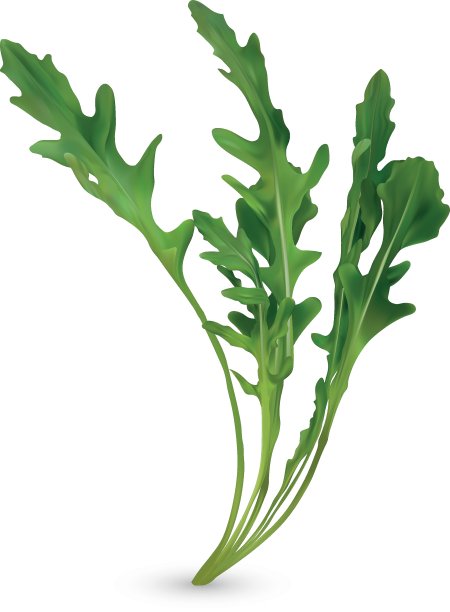 3 d现实rucola。新鲜的沙拉或露科拉。收集绿叶芝麻孤立在白色背景。你菜单上的芝麻菜。矢量插图。图片下载