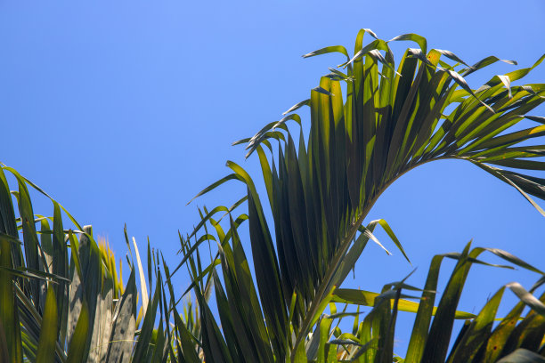 椰棕叶上的蓝天背景。阳光明媚的热带自然最小的照片。亚洲旅游概念。椰树分支图片下载