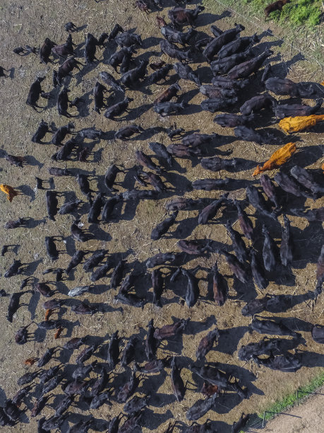 田里的牛图片下载