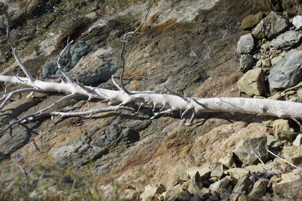 倒下的松树的树干。悬崖和多岩石的海岸。被盐浪冲刷。被海浪冲出来。水平。图片下载