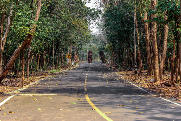 森林，高速公路，多车道高速公路，公路，春天图片下载