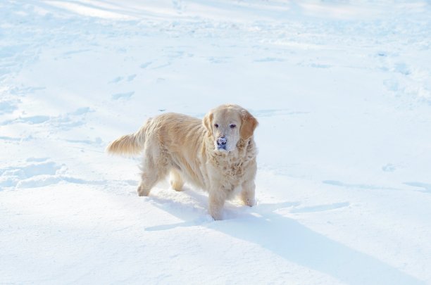 金毛猎犬站在雪地里图片下载