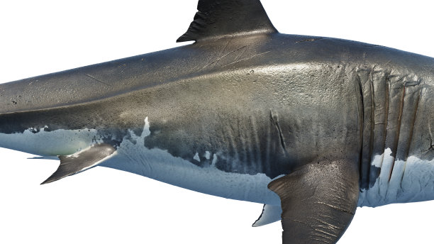 白色鲨鱼海洋捕食者，大，侧视图图片下载