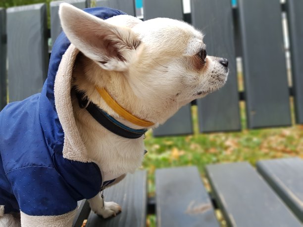 乳白色的吉娃娃犬，穿着蓝色的夹克，坐在灰色的长椅上，在公园里，秋天。图片下载