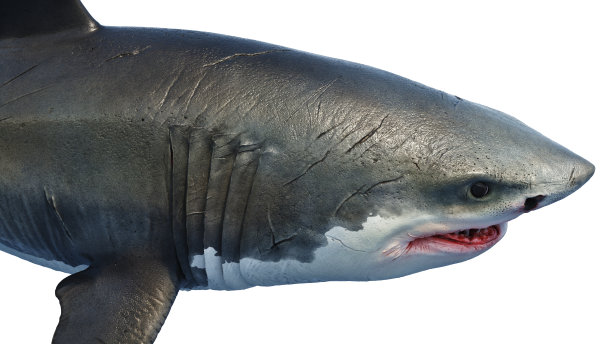 大白鲨体型庞大，是海洋捕食者图片下载