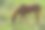 在一个阳光明媚的夏日傍晚，绿色草原上的一匹棕色的马图片下载