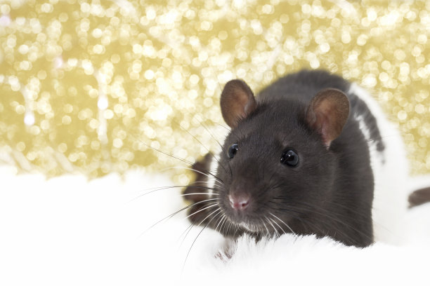 圣诞老鼠看着相机背景的散景灯光。贺年卡鼠标。Copyspace图片下载