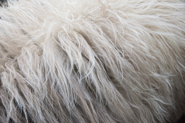 羊皮毛皮背景图片下载