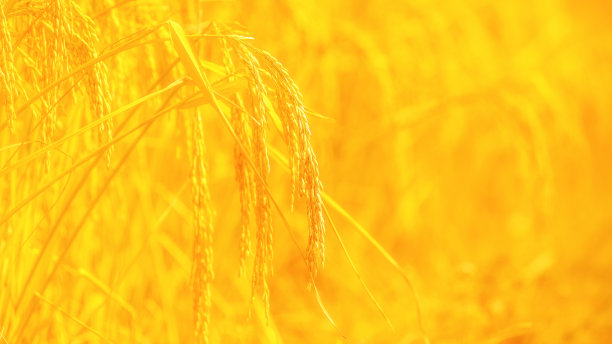 稻田背景与空白空间图片下载