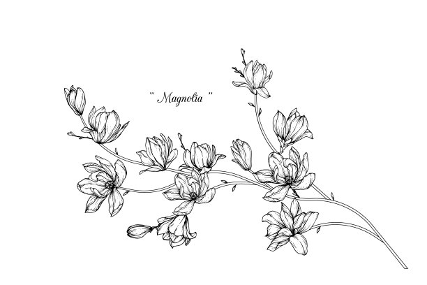 玉兰花绘画素材图片