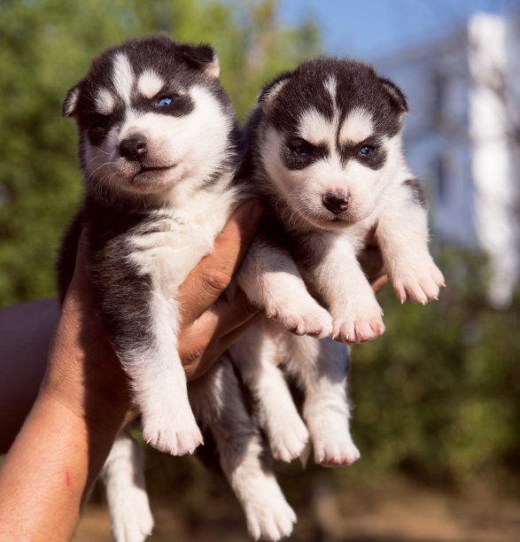 一个人抱着两只新生哈士奇小狗图片下载