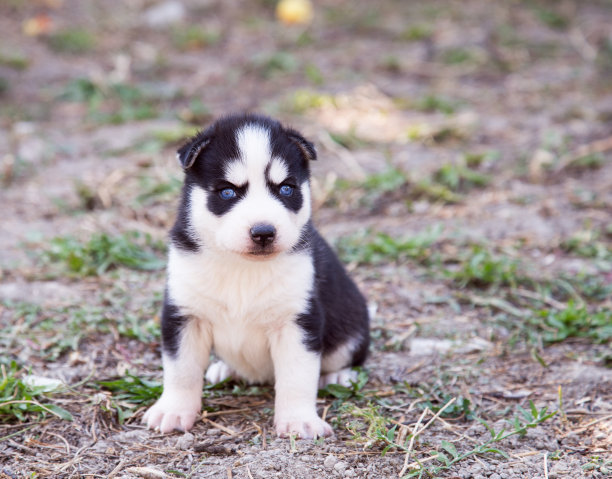 黑白相间的可爱哈士奇小狗图片下载
