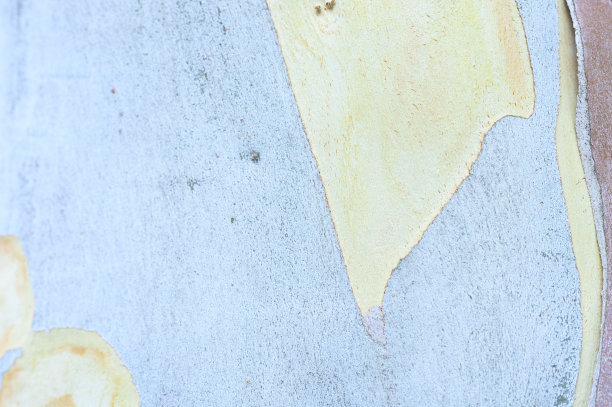 背景为古老的桉树树皮，木质质地图片下载