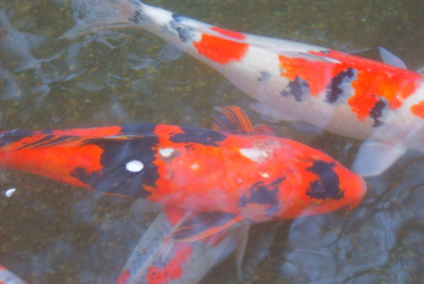 彩色的鲤鱼图片下载