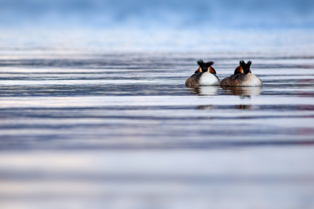 一些鸟类。睡鸟。水蓝色背景。鸟类:大冠毛鸊鷉。Podiceps cristatus图片下载