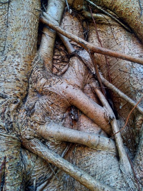 榕树根艺。图片下载