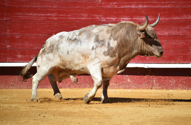 大公牛图片下载