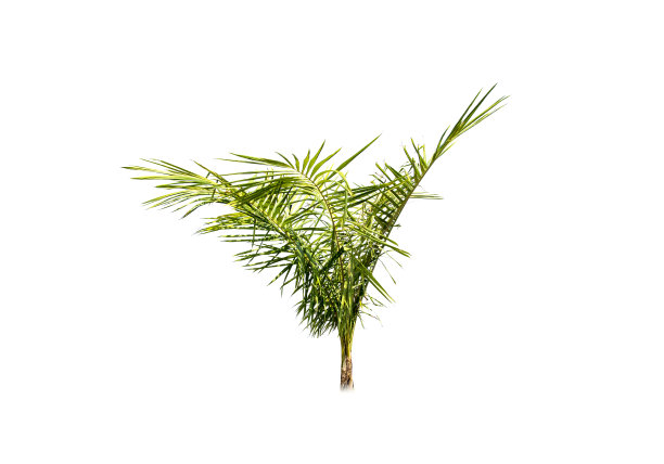 在白色背景上孤立的椰子树图片下载