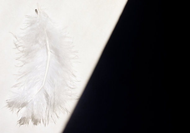 白色羽毛在阳光下的白色背景上相对于黑色背景图片下载