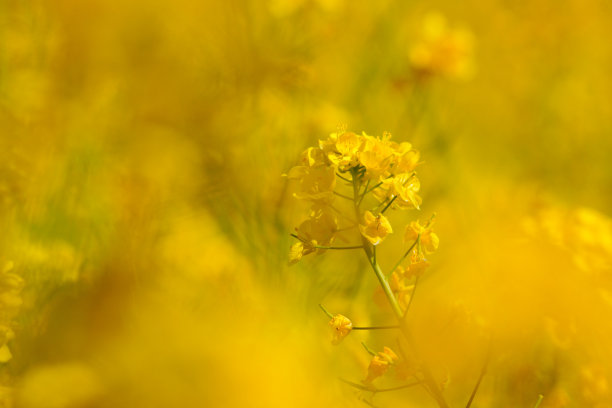 油菜花图片图片下载