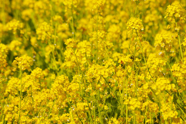 油菜花图片图片下载