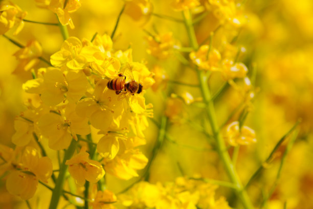 油菜花图片图片下载