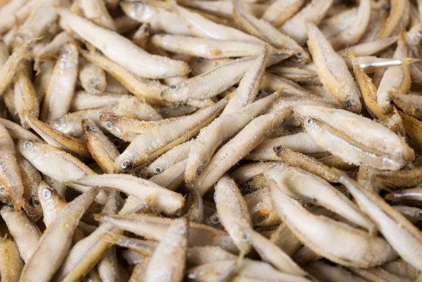 一堆小Aquadella鱼图片下载