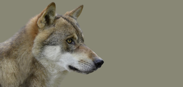 狼的头。图片下载