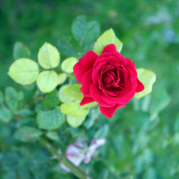 花园里的红玫瑰图片下载