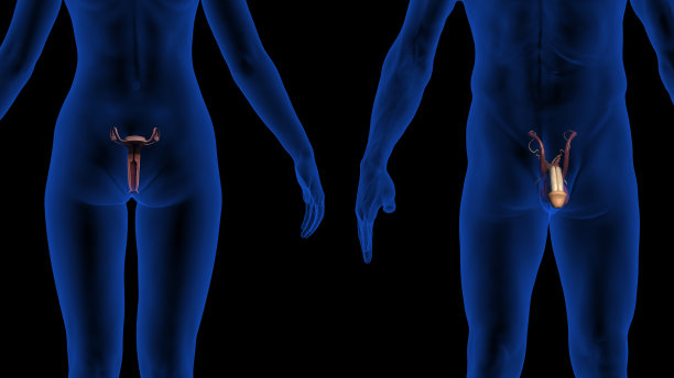 突出的生殖器和生殖系统的男性和女性身体与透明皮肤3d渲染图片下载