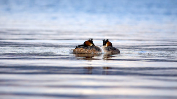 一些鸟类。睡鸟。水蓝色背景。鸟类:大冠毛鸊鷉。Podiceps cristatus图片下载