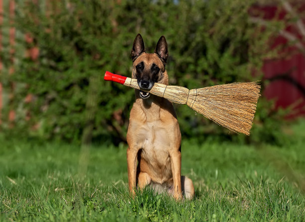 坐在成年比利时牧羊犬马里诺斯与扫帚在他的嘴图片下载