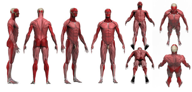 男性肌肉解剖隔离3d渲染图片下载