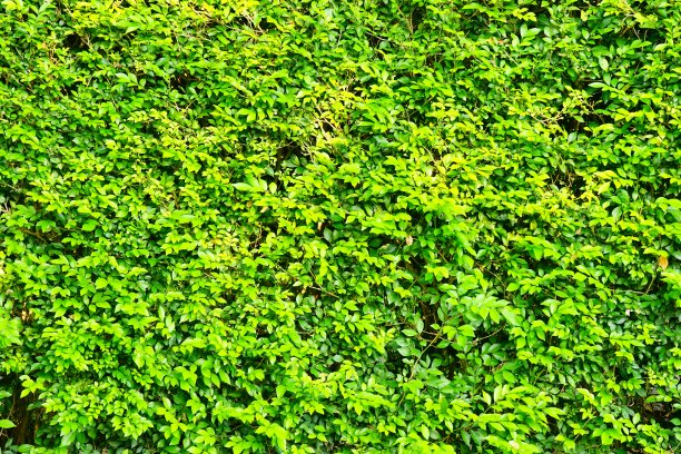 叶子围成天然的篱笆图片下载