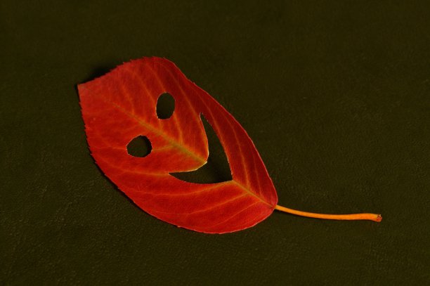 幸福的叶子在黑暗的背景图片下载