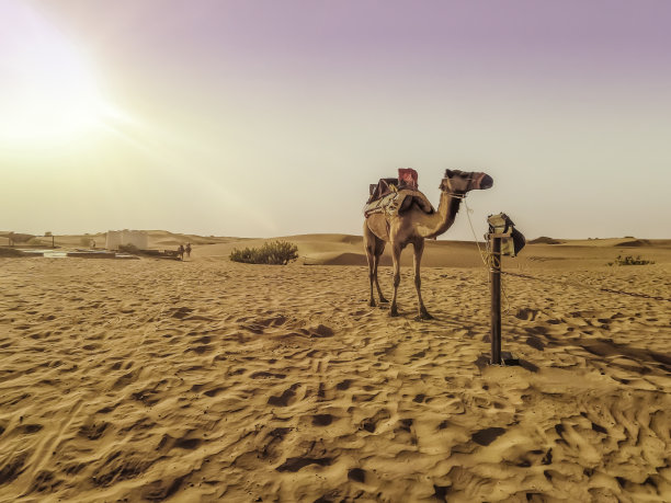 迪拜沙漠中白天阳光下的骆驼商队特写图片下载
