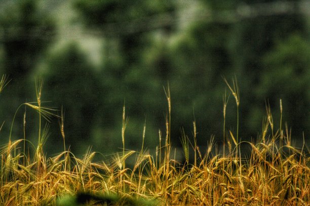 金色的收获图片下载