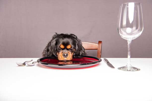 滑稽的狗坐在桌子上，下巴放在盘子上图片下载