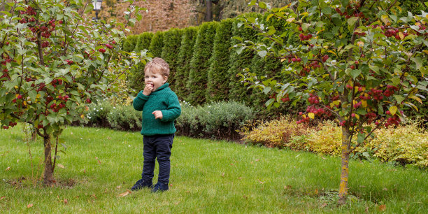 公园里可爱的小男孩。可爱的小男孩在秋天的花园里的近距离照片。儿童户外活动。感恩节。本空间图片下载
