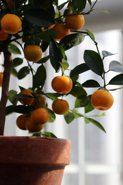 室内花园中，一棵果实成熟的小橘子树图片下载