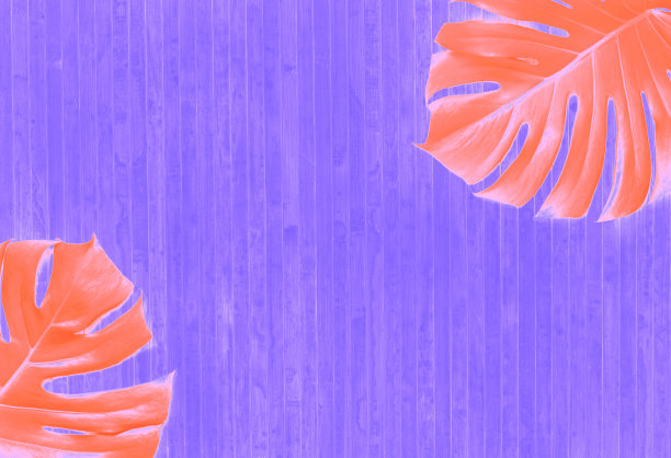 热带背景与粉红色的Monstera叶子在紫色的背景图片下载