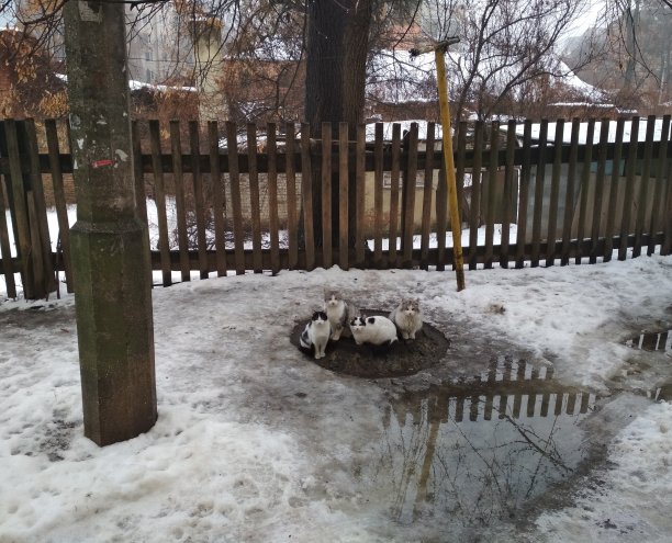 猫坐在温暖的地方，等待春天的到来图片下载