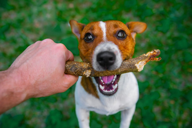杰克罗素梗正在草地上玩一根棍子。图片下载