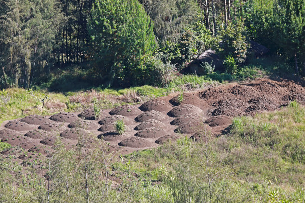 提高蔬菜床图片下载