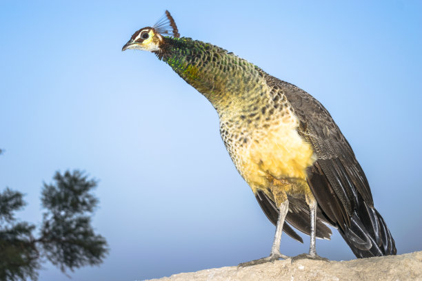 美丽的雌孔雀和蓝天的背景图片下载